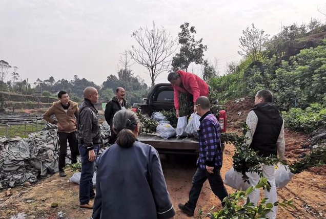 杰心：打造油茶品牌全產業鏈 帶領群眾共同走在致富增收路上